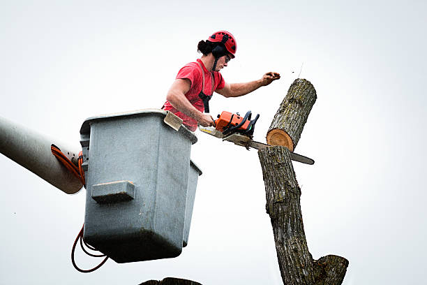 How Our Tree Care Process Works  in  Edgard, LA